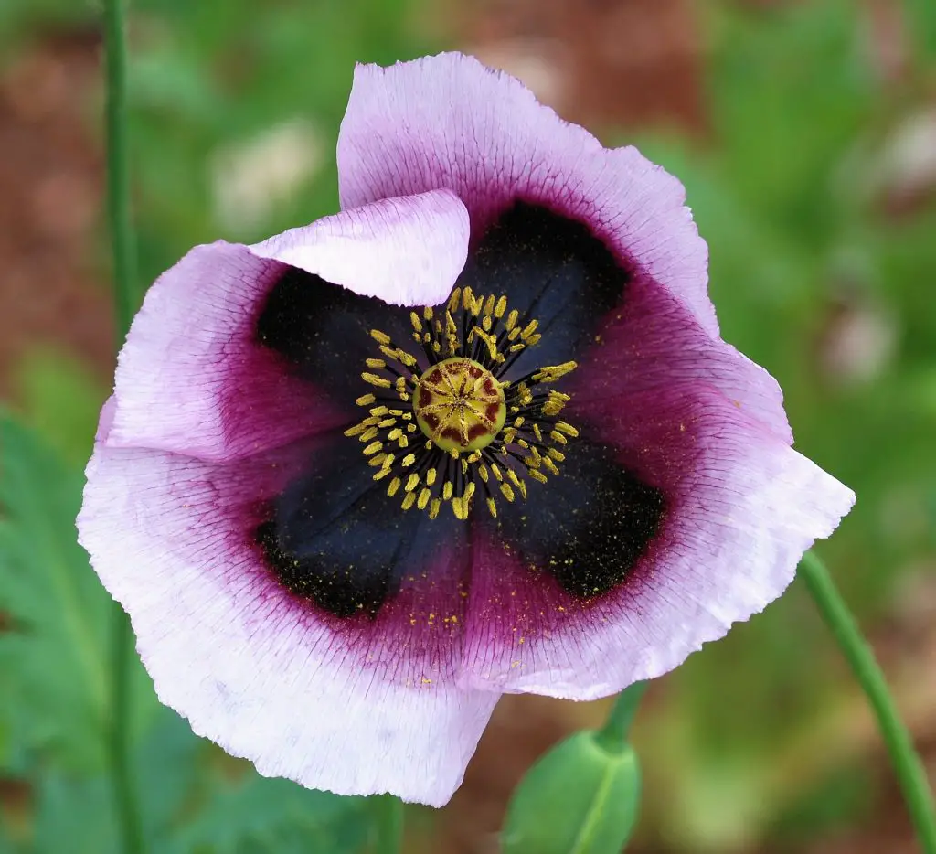 Papaver_April_2010-13_crop