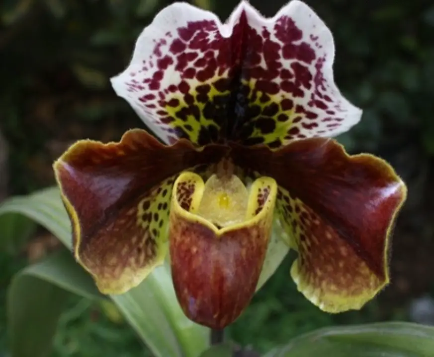 Paphiopedilum - Peruano Paphiopedilum - Peruano