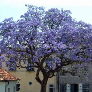 Características y cultivo del Kiri japonés (Paulownia tomentosa)