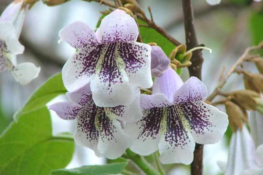 Paulownia tomentosa Paulownia tomentosa