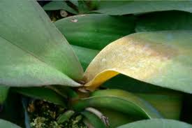 Pectobacterium en orquídea Pectobacterium en orquídea