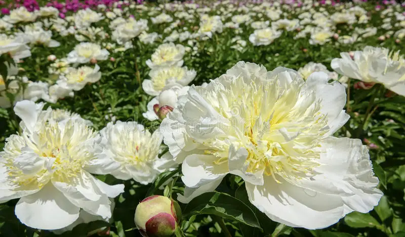 Peonía herbácea china