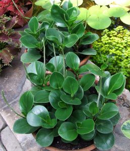Características y cultivo de Peperomia (Peperomia-obtusifolia)