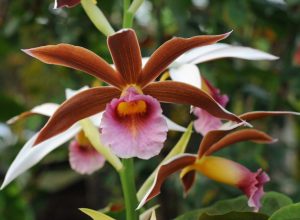 Cómo cultivar la orquídea encapuchada de monja (Phaius Tankervilleae)