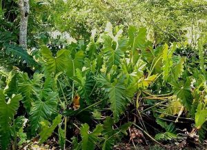 Características del filodendro variegata (Philodendron speciosum schott)