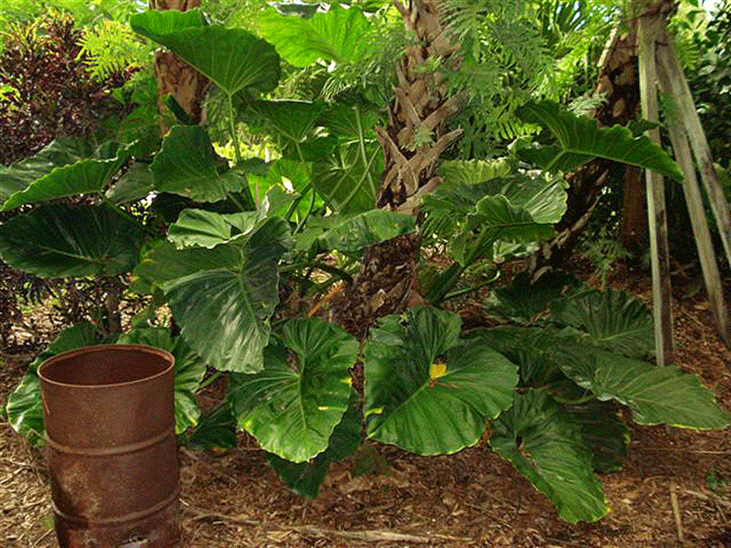 Philodendron speciosum schott 