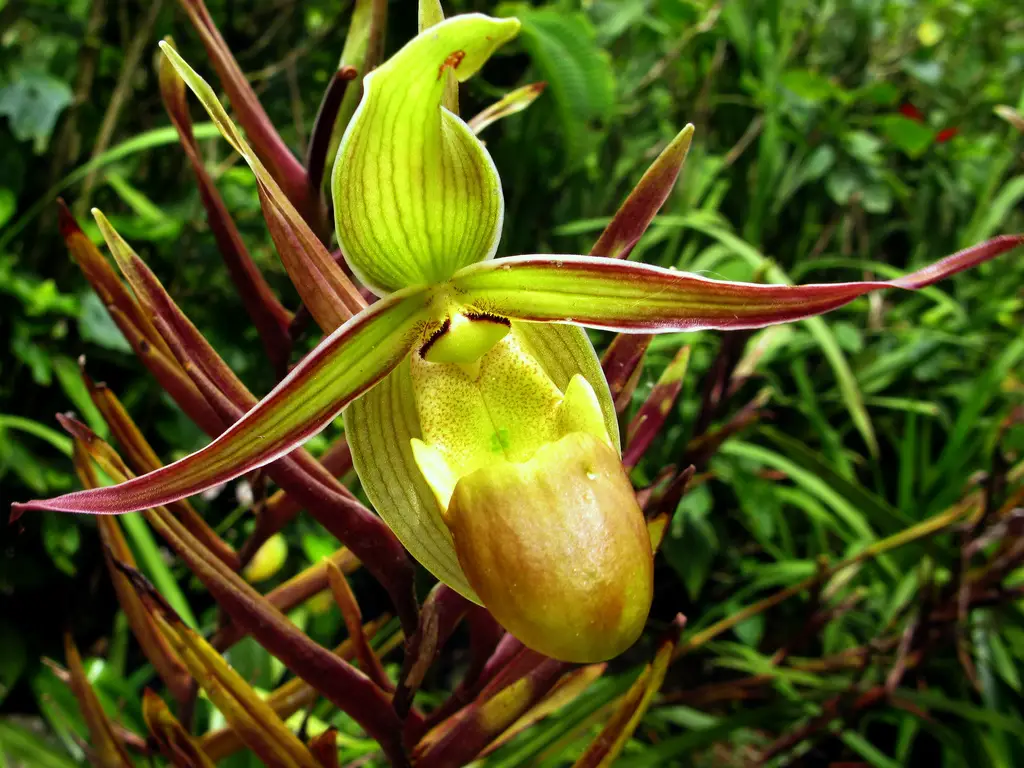 Phragmipedium longifolium