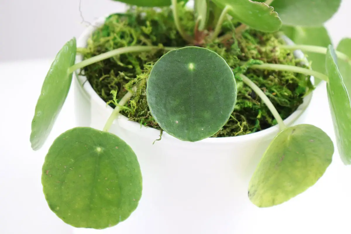 Peperomioide Pilea