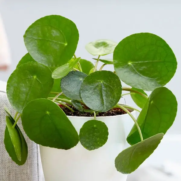 Peperomioide Pilea