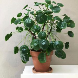 Características y cuidados de la planta del dinero chino (Pilea peperomioides)