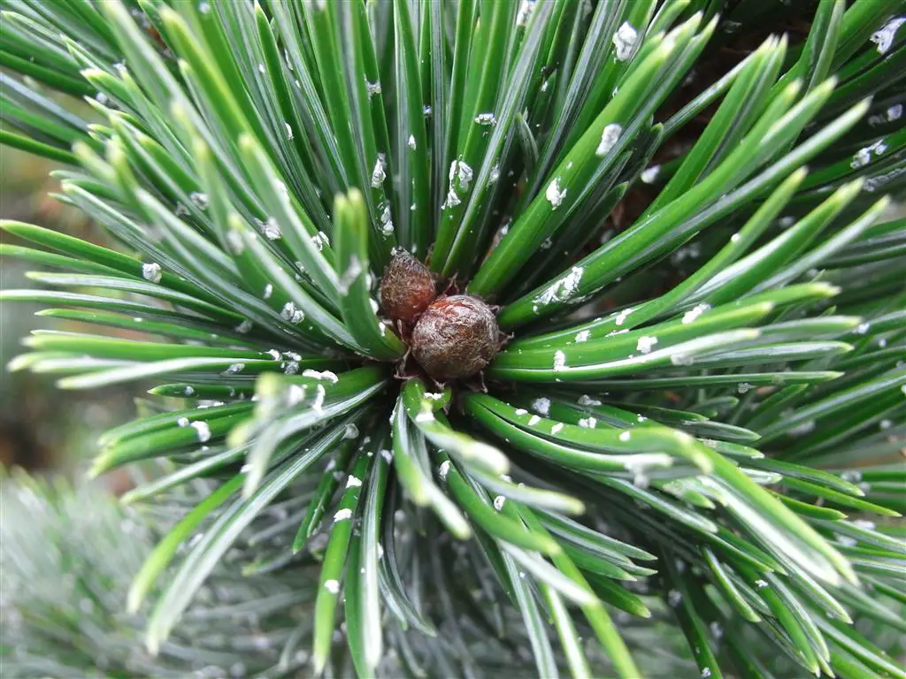 Pinus_Aristata Pinus_Aristata
