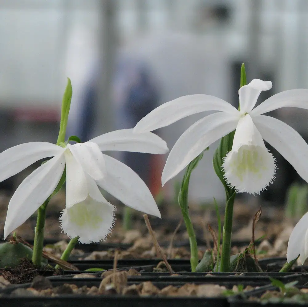 Pleione Formosa alba