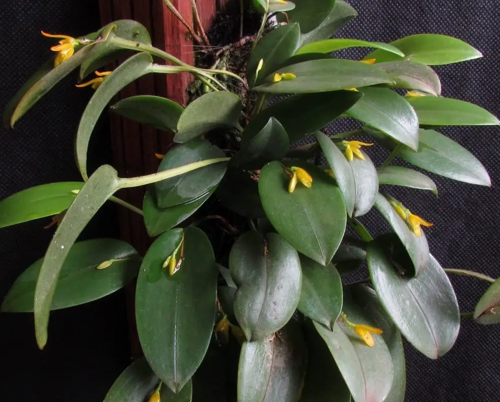 Pleurothallis