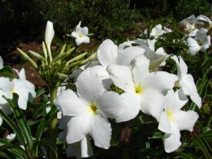 Características del jazmín caribeño (Plumeria pudica)
