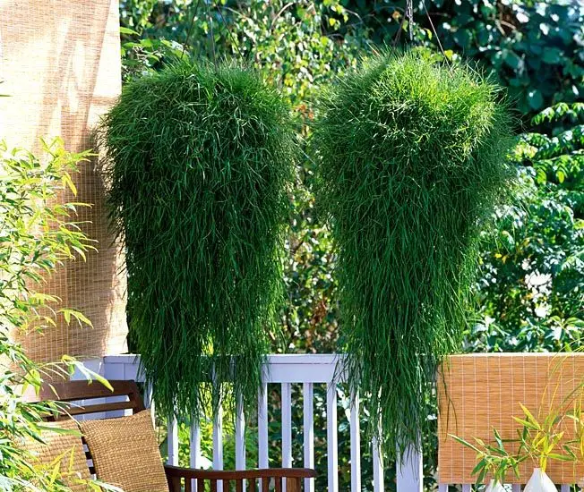 Pogonatherum paniceum_33 Pogonatherum paniceum_33