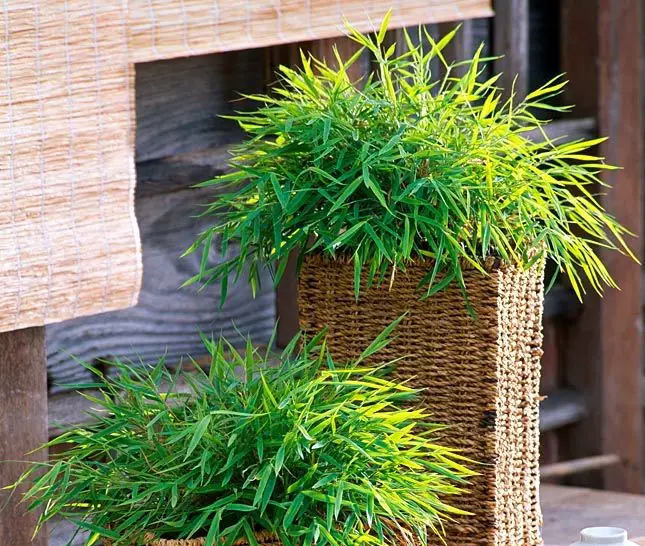 Pogonatherum paniceum_5 Pogonatherum paniceum_5