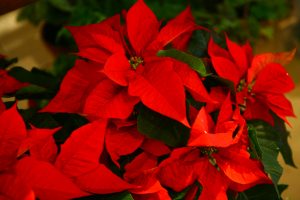 Cómo plantar y cuidar la Poinsettia durante todo el año