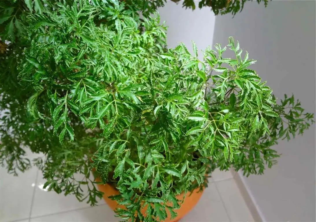 Polyscia-fruticosa Polyscia-fruticosa