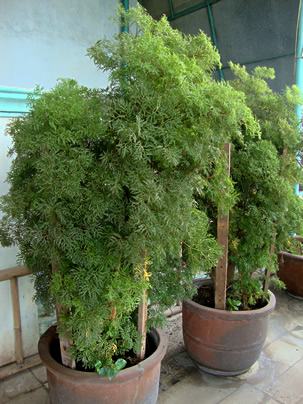 Polyscias_fruticosa Polyscias_fruticosa