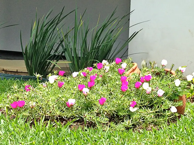 Portulaca-grandiflora-04