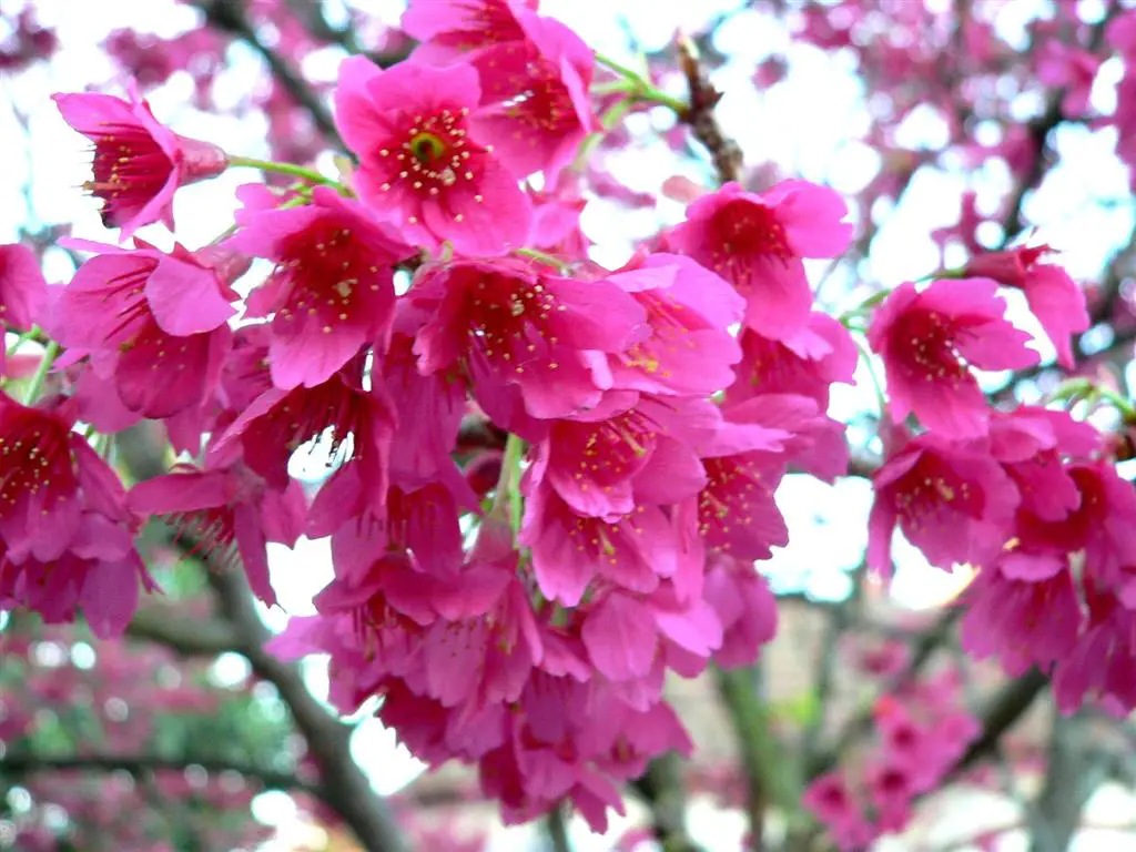Prunus-campanulata-1