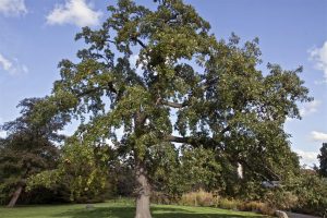Características del roble negro (Quercus pyrenaica)