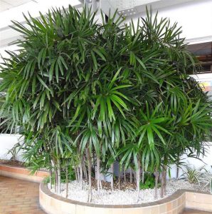 Características y cultivo de la palma Rafia (Raphis excelsa)