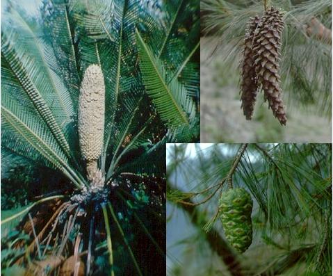 Reproducción vegetativa asexual y sexual