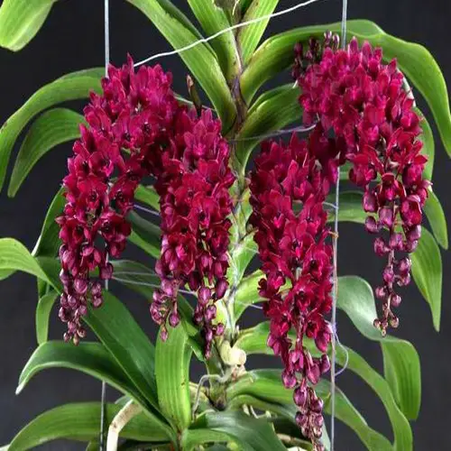 Rhynchostylis 11 Rhynchostylis 11