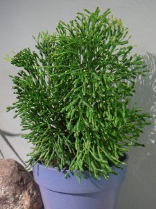 Características de Rhipsalis (Rhipsalis baccifera)