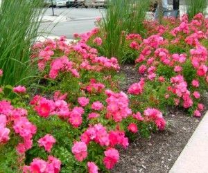 Alfombra De Flores Rosas Alfombra De Flores Rosas
