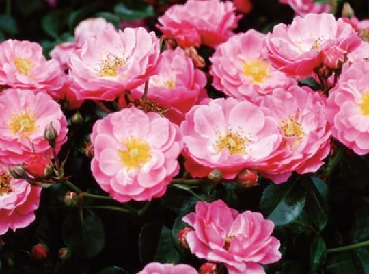 Rosales Meidiland Rosales Meidiland