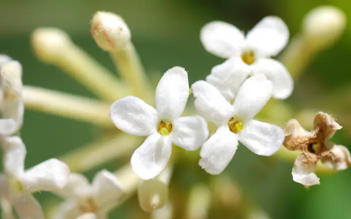 Guettarda_uruguensis