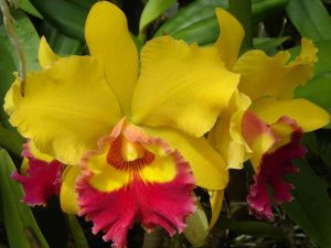 As curiosidades sobre as Orquídeas