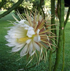 Características del cactus Selenicereus