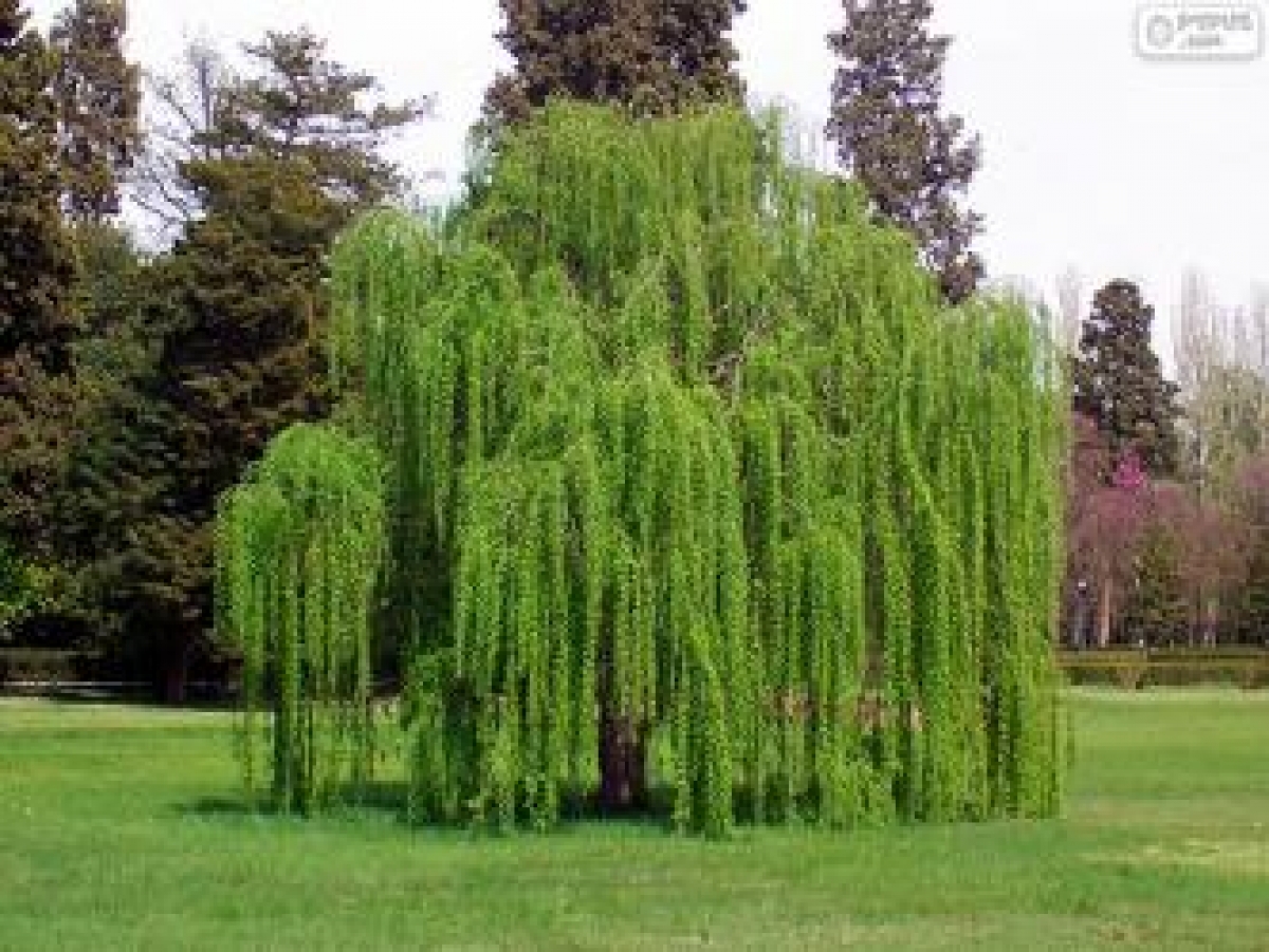 Salix x penduline