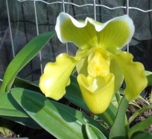 aprenda a tratar las manchas de las hojas de las orquídeas