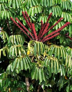 Características del árbol paraguas (Schefflera actinophylla)