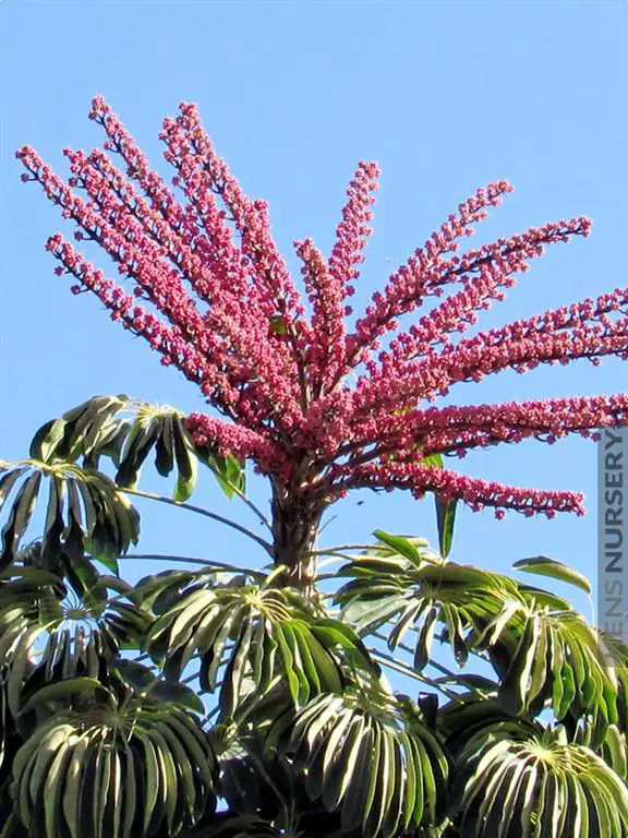 Schefflera actinophylla-3