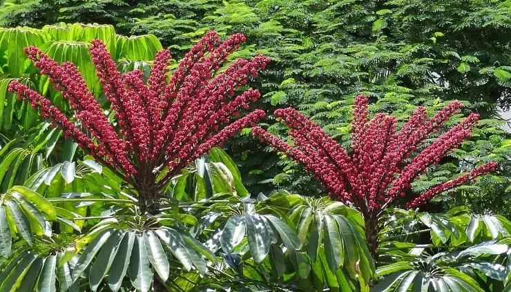 Schefflera_actinophylla1