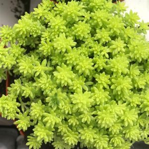 Características de la suculenta Sedum Oro (Sedum japonicum)