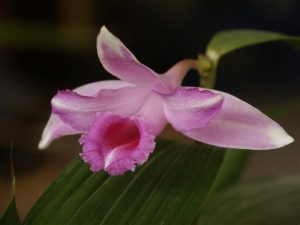 Aprende a plantar la orquídea Sobrália