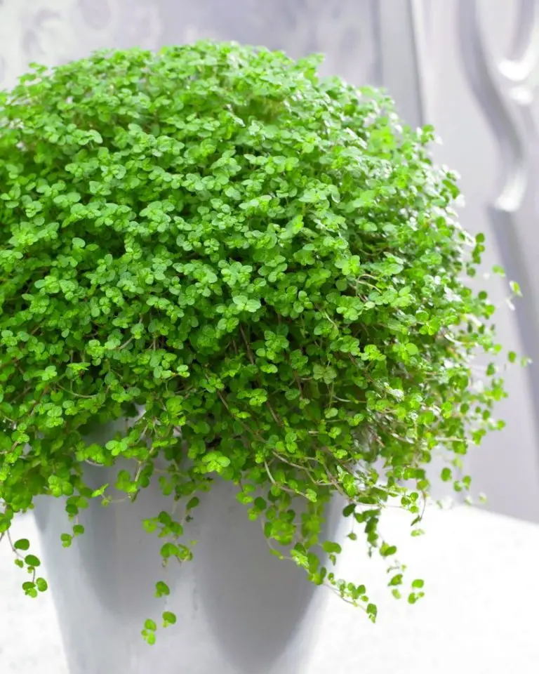 soleirolia soleirolii