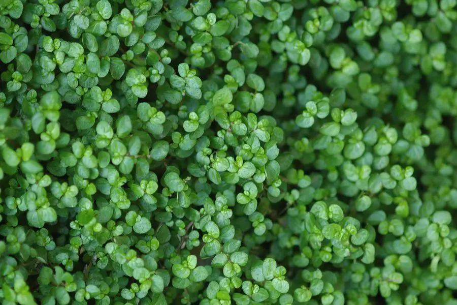 soleirolia soleirolii