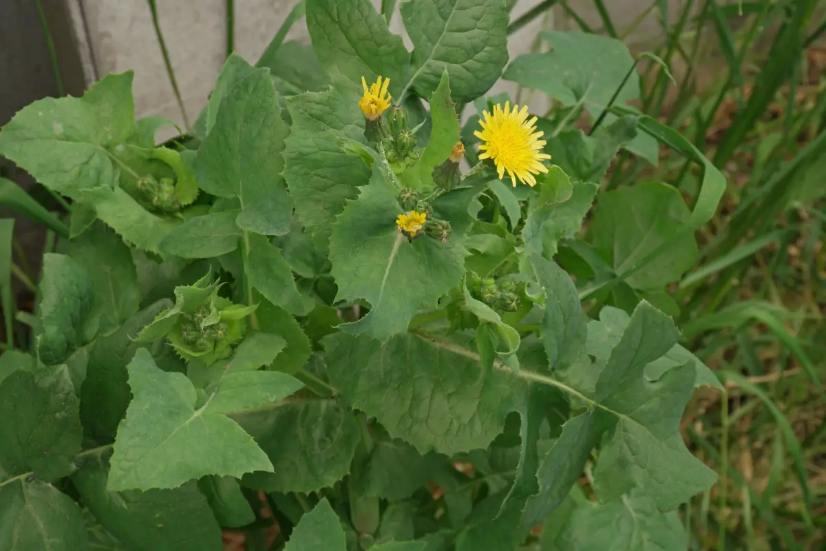 sonchus oleraceus