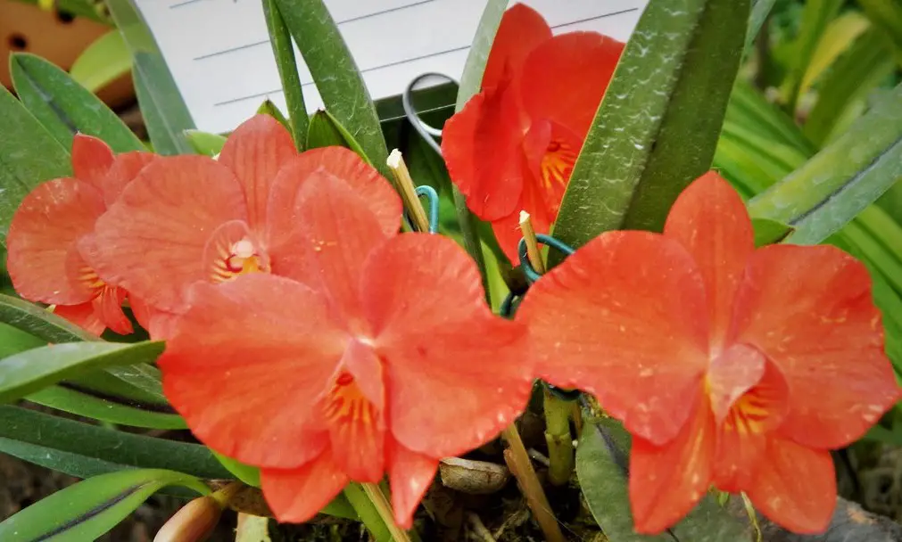 Sofronitis Arizona Sofronitis Arizona