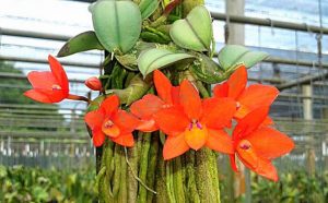 Características de la orquídea Sophronitis cernua