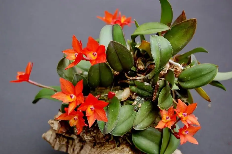 sofronitis cernua sofronitis cernua