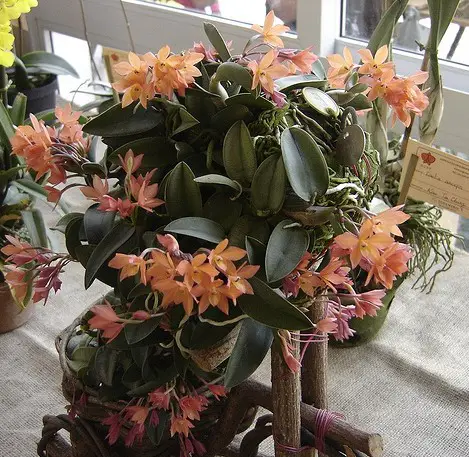 Sofronitis cernua_1 Sofronitis cernua_1