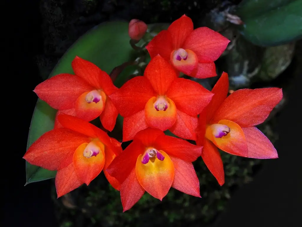 Características de la orquídea Sophronitis cernua